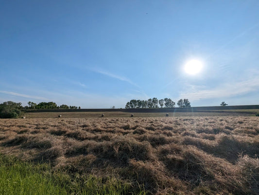 Come è nato questo progetto?